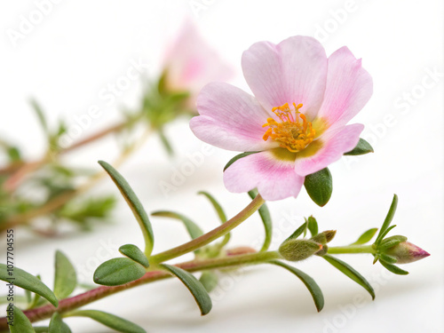 pink flower isolated on white. flower, pink, nature, lily, spring, blossom, plant, white, bloom, beauty, flowers, isolated, flora, petal, floral, bouquet, leaf, garden, beautiful, closeup, blooming, m