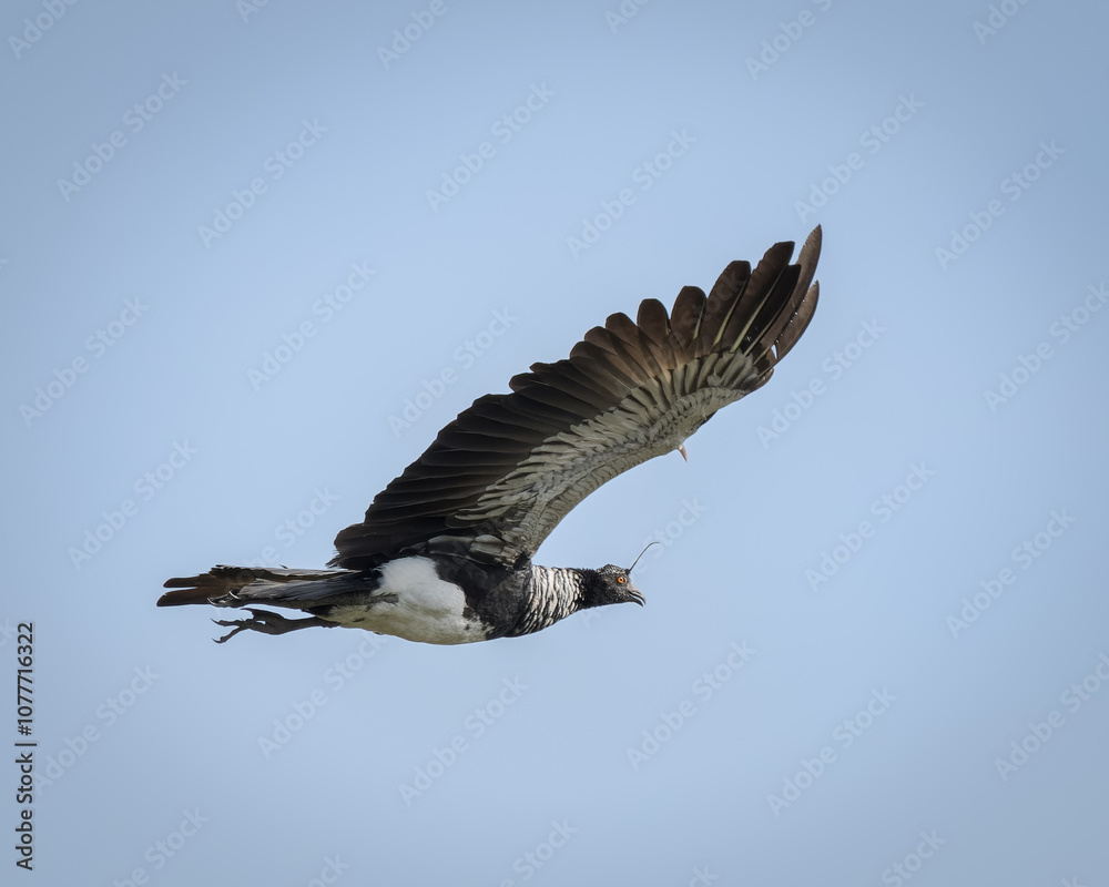 Fototapeta premium Anhima cornuta