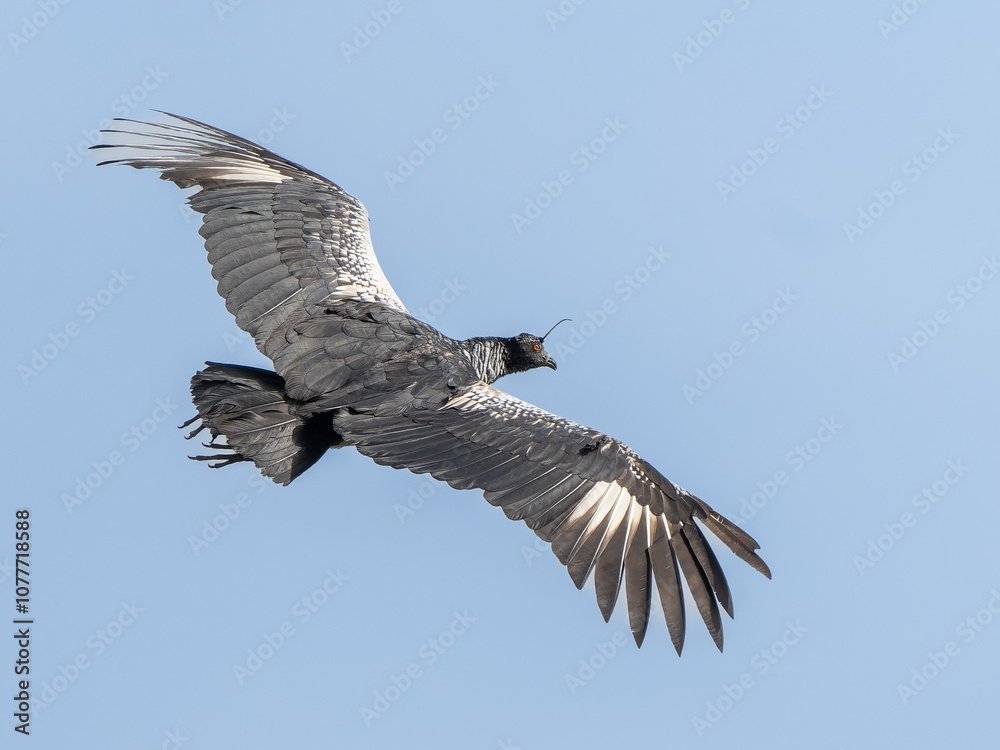 Obraz premium Anhima cornuta