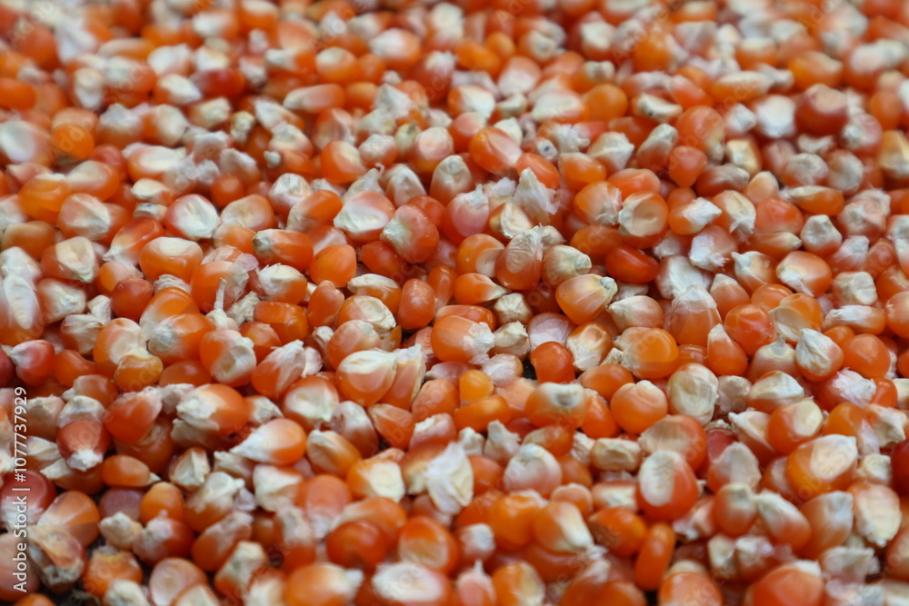 close-up of organic yellow corn seed or maize (Zea mays) Full-Frame Background. Top View close-up of organic yellow corn seed or maize (Zea mays) Full-Frame Background. Top View