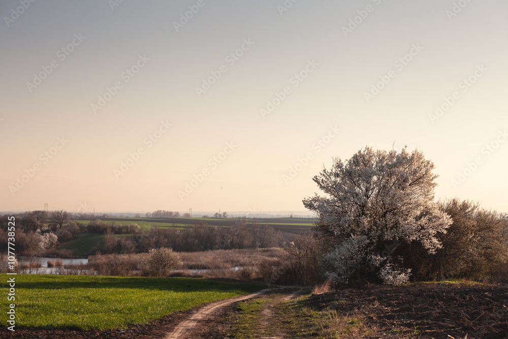 Obraz premium A panoramic view of fields and a blossoming tree at dusk in Deliblato, showcasing Serbian agriculture in springtime. Deliblato is a rural settlement in Vojvodina.
