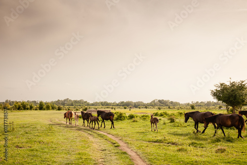 A herd of horses walking along a path, brown, in Zasavica, Serbia, eating and grazing grass in a traditional rural farm landscape. Equidae are a symbol of countryside animals. photo