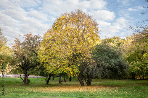 Trees displaying vibrant autumn colors are pictured in Devojački Bunar, Vojvodina, Serbia. The image captures the beauty of fall in Serbia, showcasing the seasonal transformation of the landscape. photo