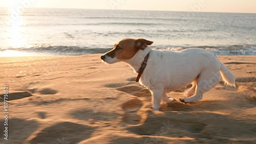 Happy dog Jack Russel Terrier walking slow motion. Dog runs on beach on sand splashing water, rejoices against blue sky at dawn summer. Lifestyle. Travel. Love pets. Freedom concept. Pets care