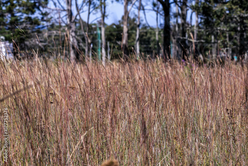 Landscape with red soil and vegetation, tree blue sky.