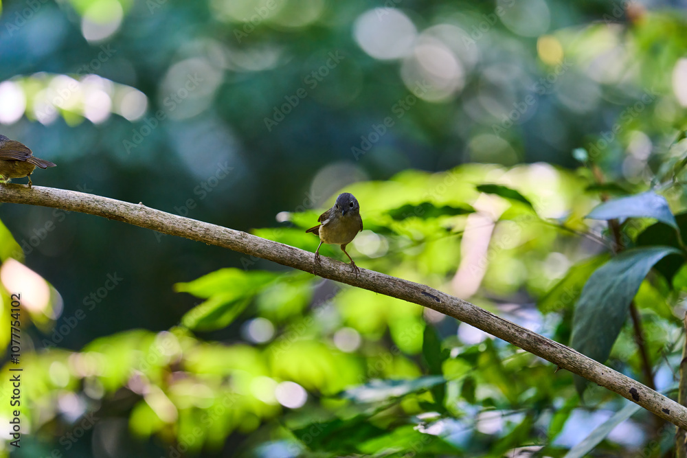 Wild birds living in the forest outdoors Wild birds living in the forest outdoors