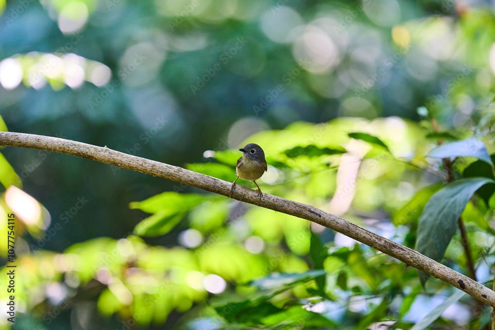 Obraz premium Wild birds living in the forest outdoors