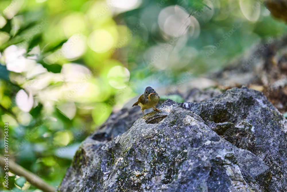 Wild birds living in the forest outdoors