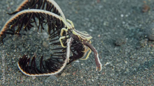 A small crab with long claws sits on a sea lily. Hexagon crinoid crab (Harrovia albolineata) 1,5 cm. ID: white, brown submarginal border, brown stripes on claw arms. photo