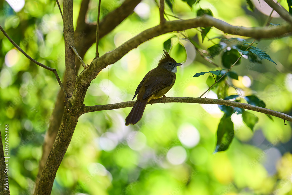 Wild birds living in the forest outdoors Wild birds living in the forest outdoors