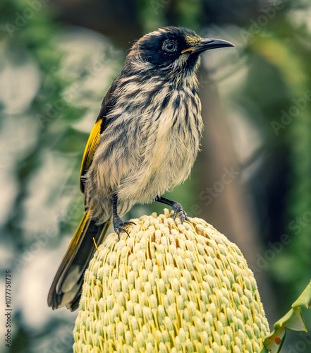 A New Holland Honeyeater (phylidonyris novaehollandiae longirostris) perched on a Banksia flower. photo