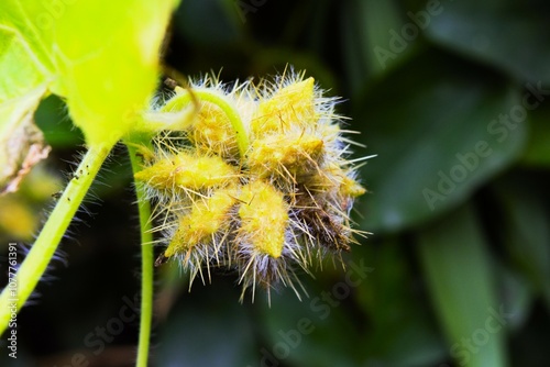 Sicyos angulatus, oneseed bur cucumber, Star-cucumber photo