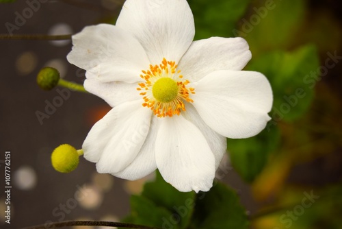 Eriocapitella hupehensis in Nagano, Japan photo