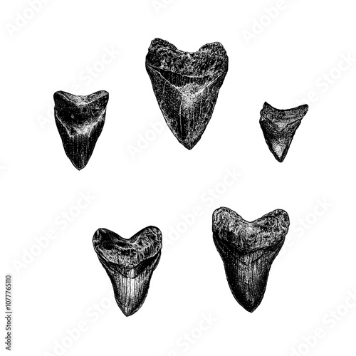 megalodon teeth hand drawing vector isolated on background.