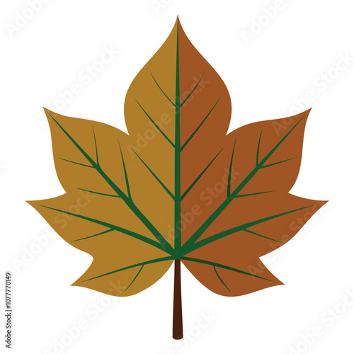 sycamore leaf vector art for botanical and nature designv