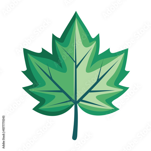 sycamore leaf vector art for botanical and nature designv