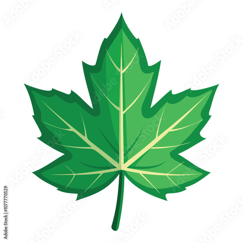 sycamore leaf vector art for botanical and nature designv