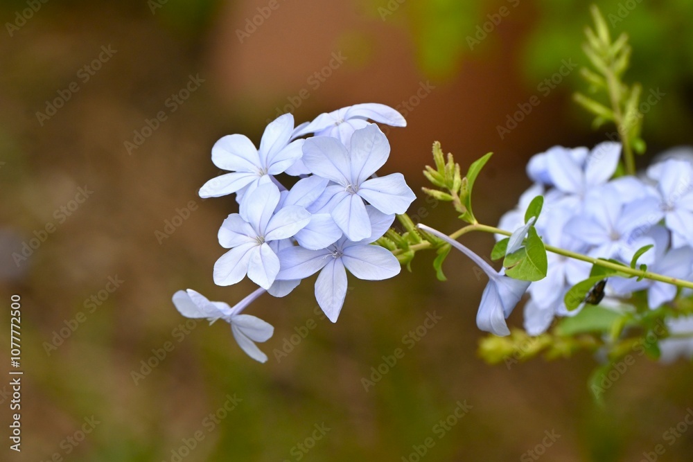 Cape leadwort (Plumbago auriculata) flowers. A tropical flowering tree of the Plumbaginaceae family native to South Africa. Pale sky blue flowers bloom from May to November. Cape leadwort (Plumbago auriculata) flowers. A tropical flowering tree of the Plumbaginaceae family native to South Africa. Pale sky blue flowers bloom from May to November.