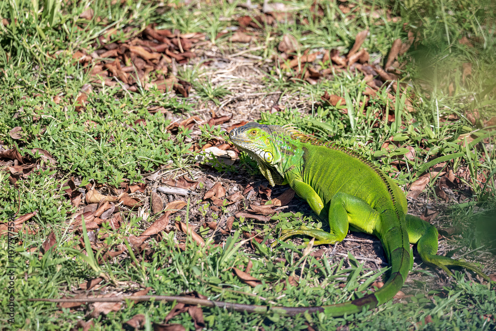 Fototapeta premium Green Iguana