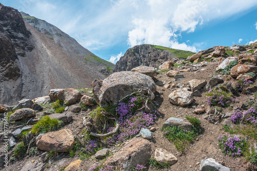 Beautiful pink thyme wildflowers group among stones and roots. Vivid pink thymus flowers bloom on rocks in sunny day. Colorful lush flowering area in high mountains. Rich alpine flora on stony hill. photo