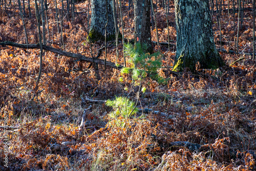 Little pine in the woods 