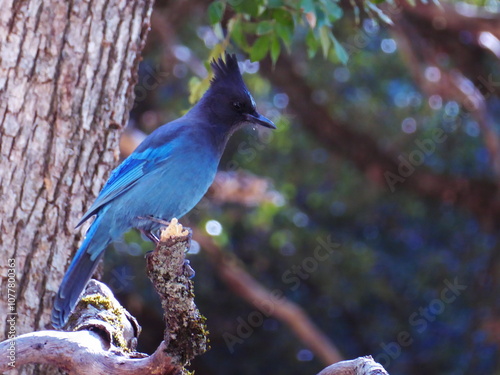 blue jay on a branch photo