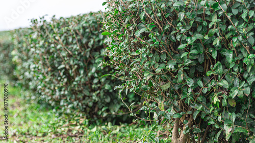 Tea trees are planted in a neat row.