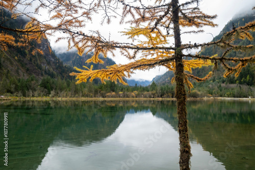 SiChuang province bipenggou's autumn in the forest photo