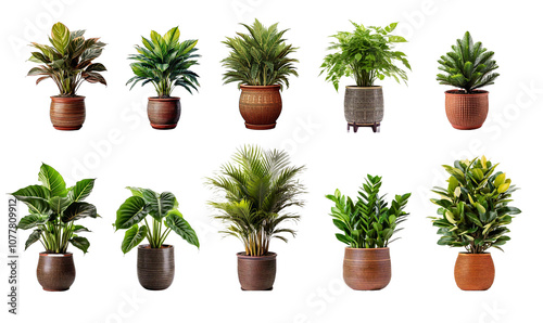 Collection of various indoor plants in pots isolated on a white background photo