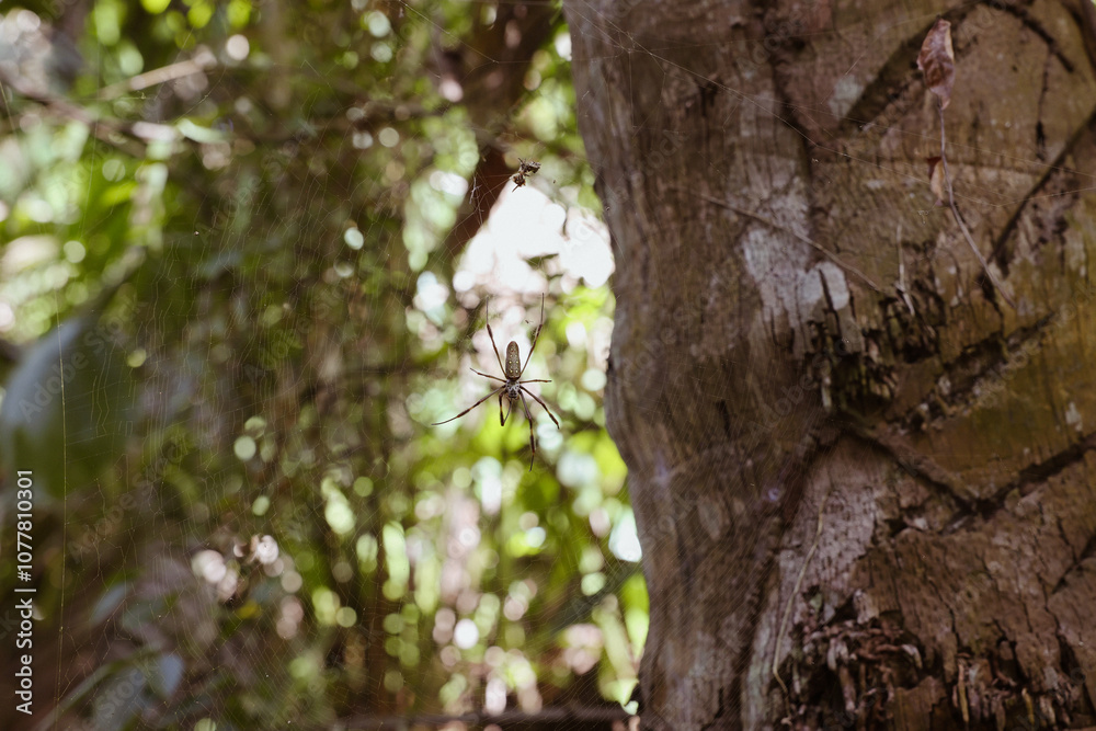 Spider in its web in Mexico jungle Spider in its web in Mexico jungle