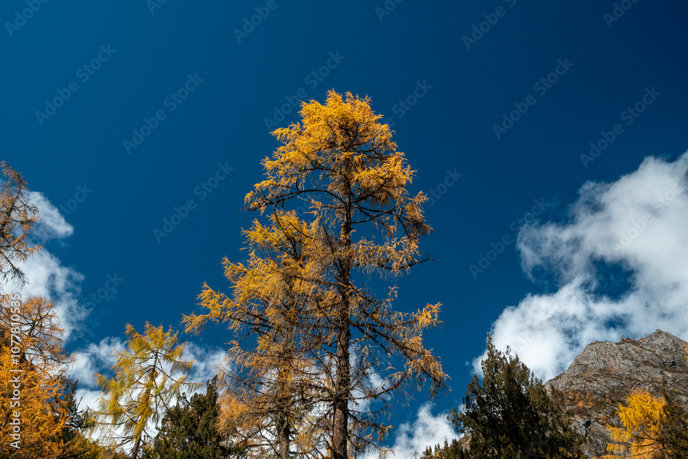 SiChuang province bipenggou's autumn in the forest SiChuang province bipenggou's autumn in the forest