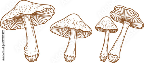 mushroom set