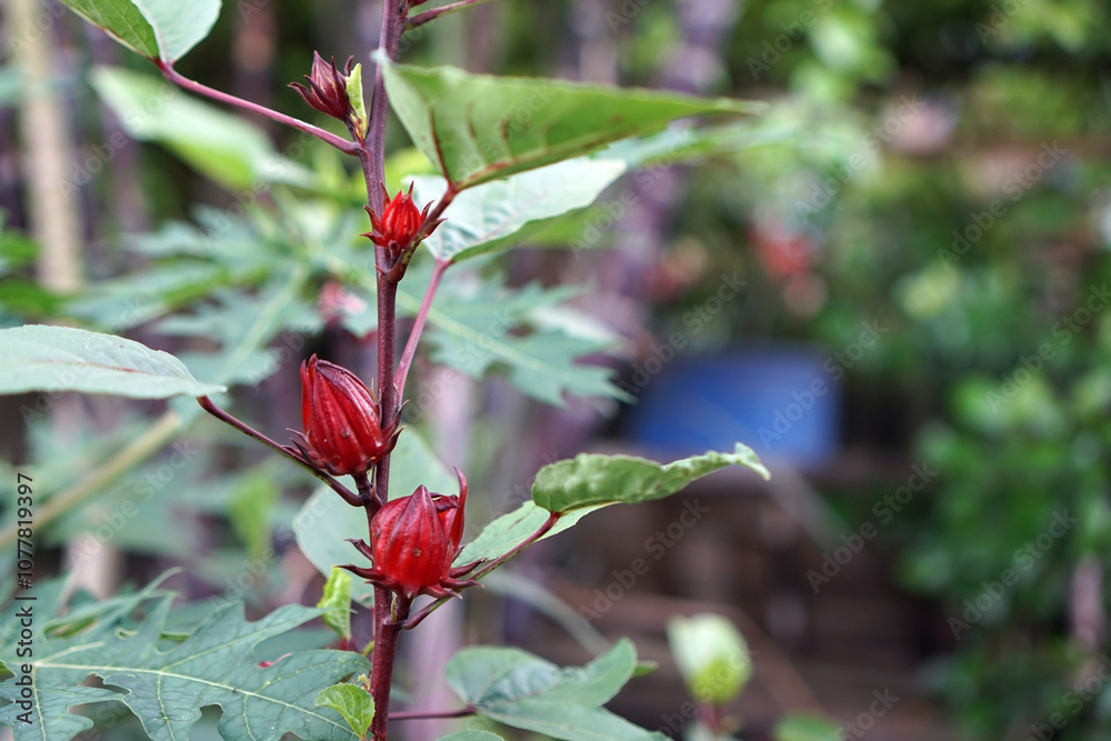Rosella flowers begin to bloom in the garden Rosella flowers begin to bloom in the garden