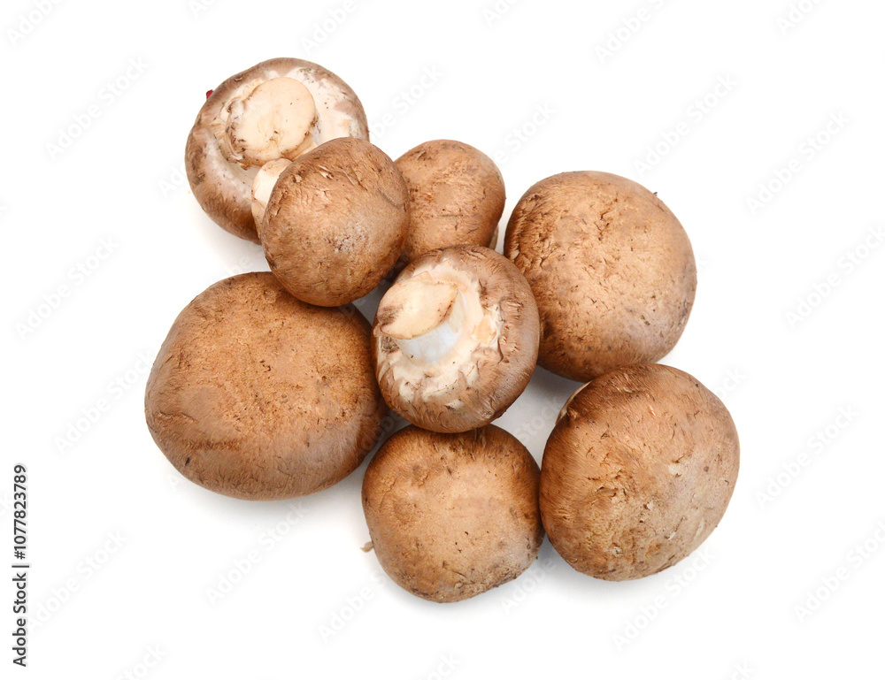 Common mushrooms on white background Common mushrooms on white background
