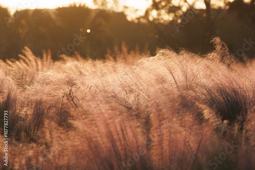 Muhly grass (Muhlenbergia capillaris) in the light of sunset at Perico Preserve, Florida photo