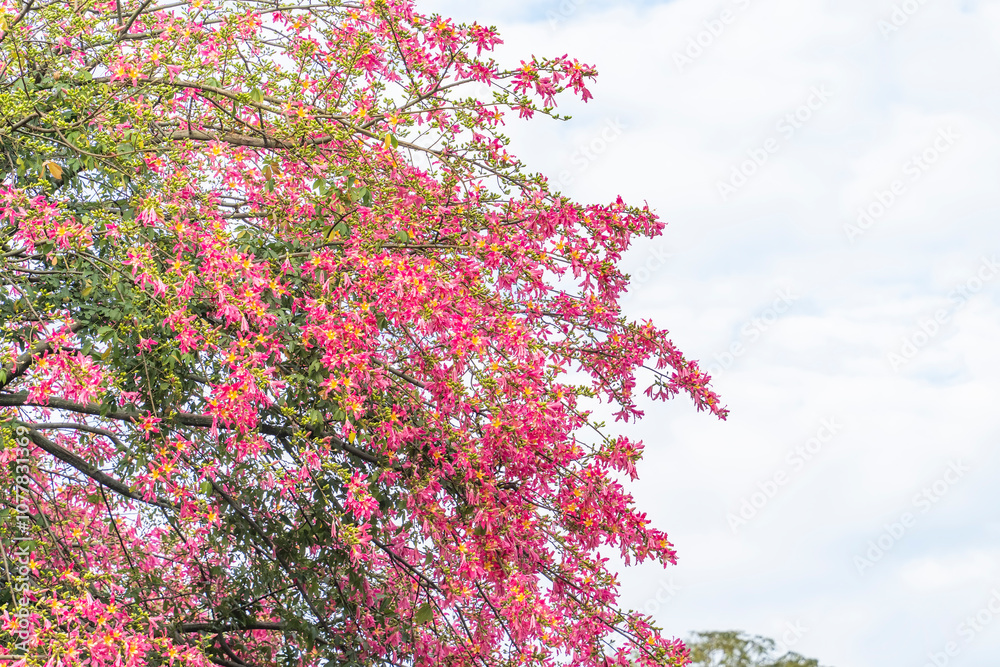 pink silk floss tree flower in garden pink silk floss tree flower in garden