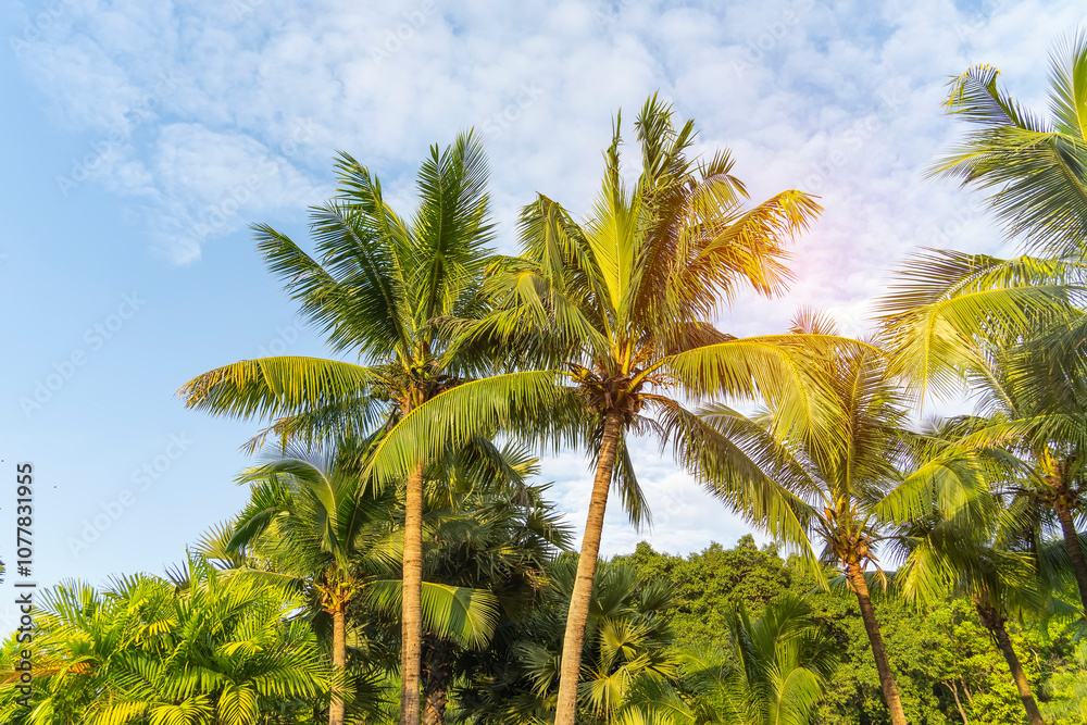 green palm leaf in sunlight with blue sky green palm leaf in sunlight with blue sky