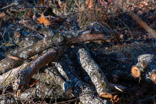 stack of limbs on the pile 