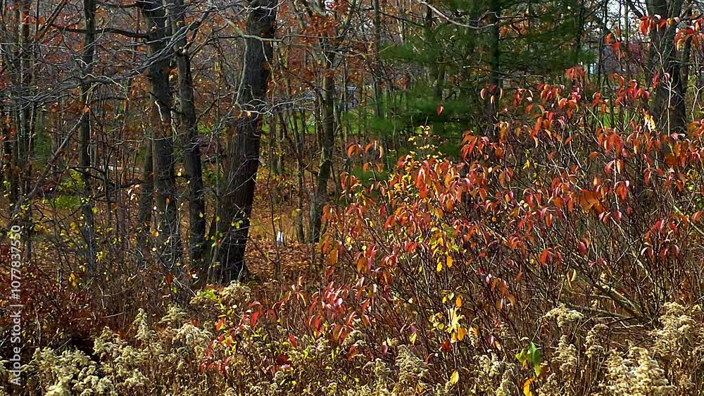 Thomson Point trail Portland, Maine showing Trees and Sourwood plants