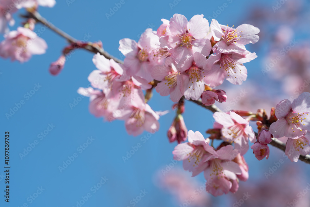 晴天の日の越の加茂桜
