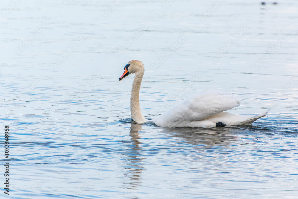 Graceful white Swan swimming in the lake, swans in the wild. Portrait of a white swan swimming on a lake. Graceful white Swan swimming in the lake, swans in the wild. Portrait of a white swan swimming on a lake.
