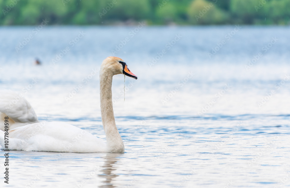 Fototapeta premium Graceful white Swan swimming in the lake, swans in the wild. Portrait of a white swan swimming on a lake.