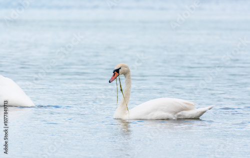 Graceful white Swan swimming in the lake, swans in the wild. Portrait of a white swan swimming on a lake.