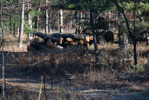 stack of logs taken from a distance 