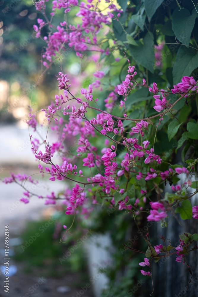 Obraz premium A close-up of vibrant pink flowers cascading down a lush green vine, creating a beautiful contrast against the blurred, natural background, capturing the delicate beauty of nature in bloom.