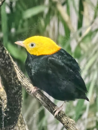 Fotografija Golden headed manakin