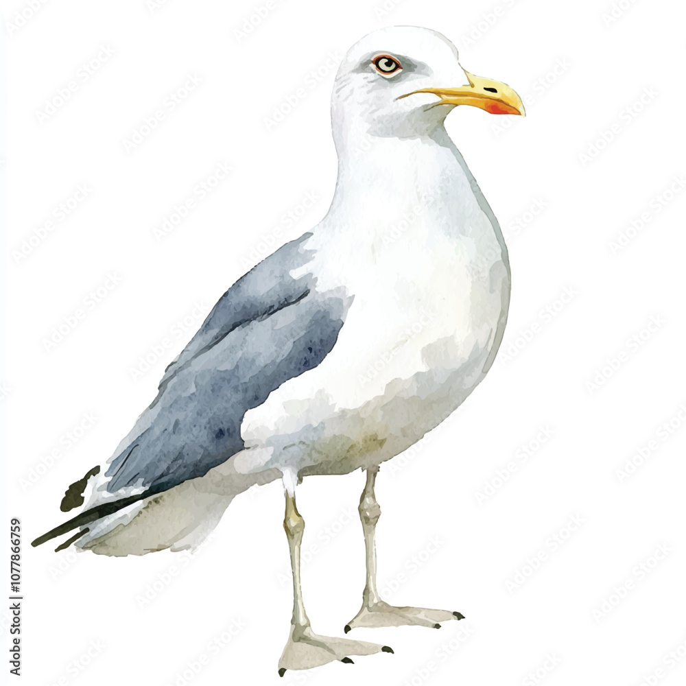 cute Seagull watercolor clipart illustration isolated cute Seagull watercolor clipart illustration isolated