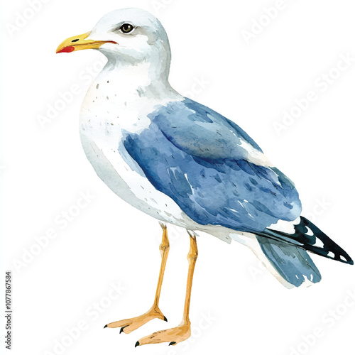 cute Seagull watercolor clipart illustration isolated