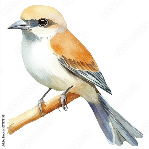 cute Shrike watercolor clipart illustration isolated