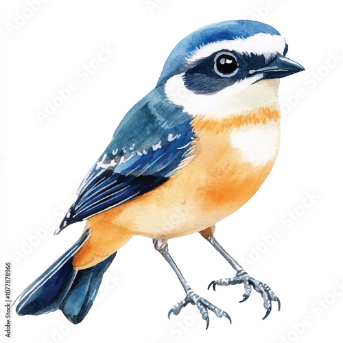 cute Shrike watercolor clipart illustration isolated photo